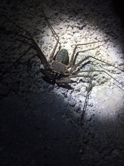 Paraphrynus chacmool