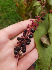 Phytolacca americana