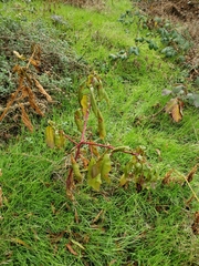 Phytolacca americana