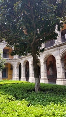 Magnolia grandiflora