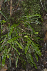 Grammitis stenophylla