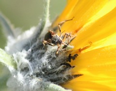 Rhynocoris ventralis