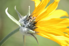 Rhynocoris ventralis