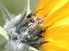 Rhynocoris ventralis