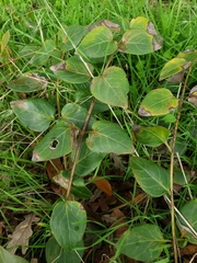 Vinca major
