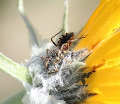 Rhynocoris ventralis