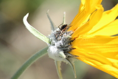 Rhynocoris ventralis