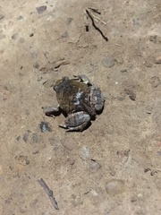 Physalaemus nattereri