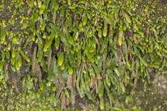 Grammitis stenophylla