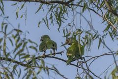 Thectocercus acuticaudatus