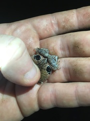 Physalaemus nattereri