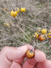 Solanum