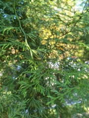 Calocedrus formosana