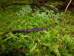 Plethodon nettingi