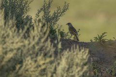 Embernagra platensis