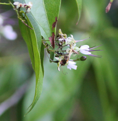 Hirtella gracilipes