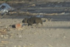 Cavia