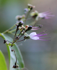 Hirtella gracilipes