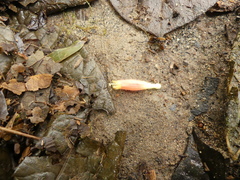 Columnea byrsina