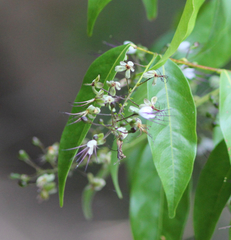 Hirtella gracilipes