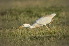 Bubulcus ibis