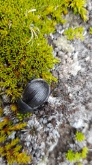 Scythrodes squalidus