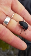 Scythrodes squalidus