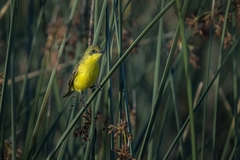 Pseudocolopteryx acutipennis