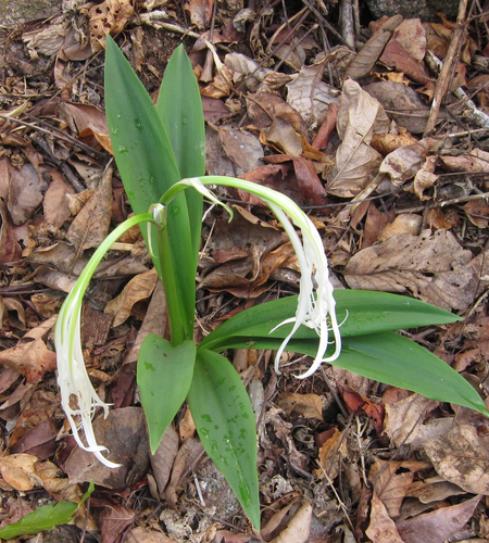 Griffinia nocturna