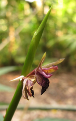 Ischnosiphon gracilis