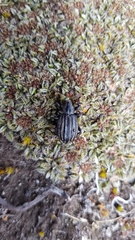 Lyperobius hudsoni