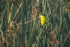 Pseudocolopteryx acutipennis