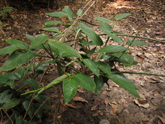 Ischnosiphon gracilis