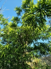 Podocarpus nakaii