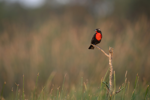 White-browed Meadowlark (Leistes superciliaris), photo 8