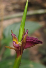 Ischnosiphon gracilis