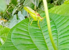 Hexacentrus unicolor