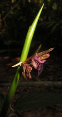 Ischnosiphon gracilis