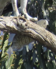 Amphistichus argenteus