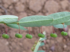 Phyllanthus virgatus