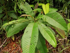 Dilleniaceae