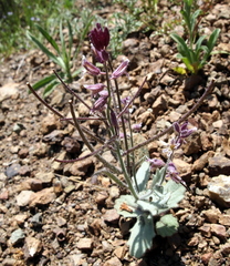 Streptanthus hispidus