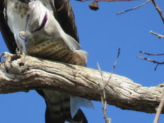 Amphistichus argenteus