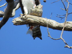 Amphistichus argenteus