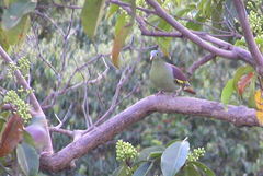 Treron curvirostra