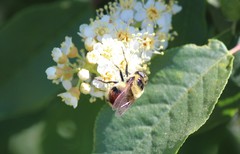 Volucella bombylans