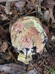 Butyriboletus querciregius