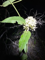 Parsonsia brisbanensis
