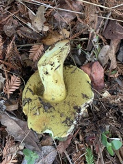 Butyriboletus querciregius