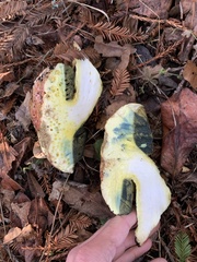 Butyriboletus querciregius